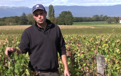 Entdecken Sie das Weingut Château L’Évêque auf Video